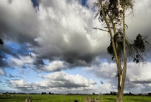 步行者主教练麦克米兰获得最佳指挥